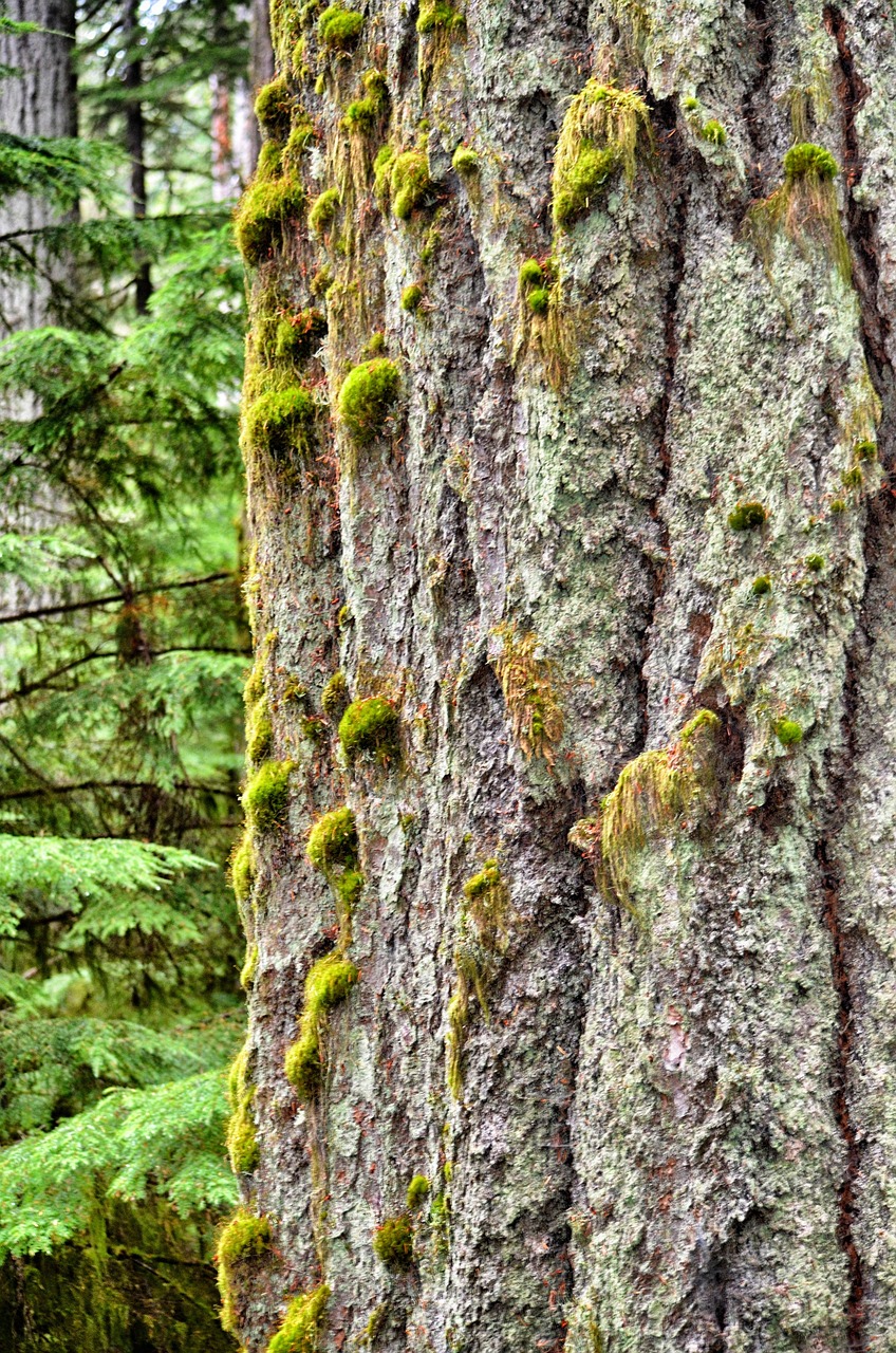 Árbol Viejo Selva - Foto gratis en Pixabay - Pixabay