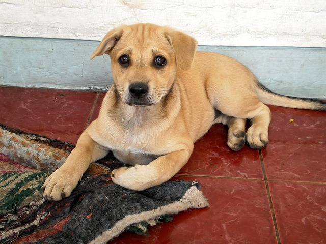 Free Animal Dog photo and picture