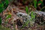 frog, nature, subalpine forest frog