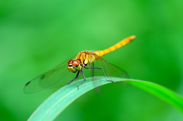 Libélula, Insetos, Natureza, Verão