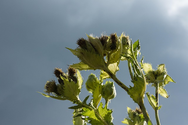 Free Thistle Sting photo and picture