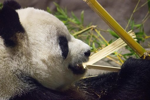 Panda, Urso, Jardim Zoológico, Animal