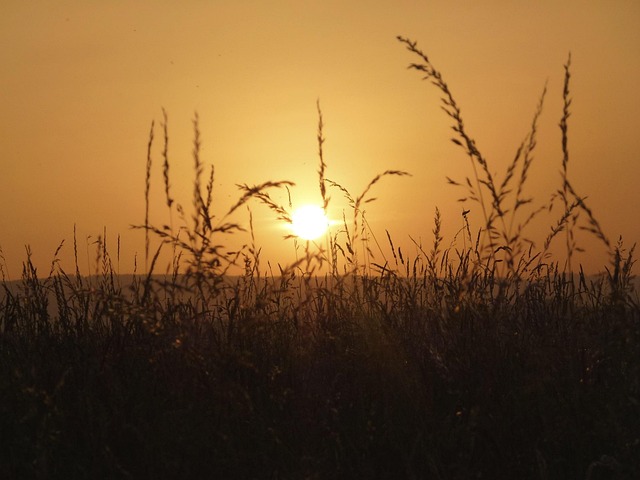 Free Grass Sun photo and picture