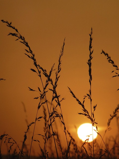 Free Grass Sun photo and picture