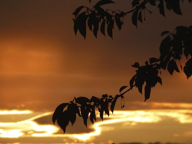 Free Leaves Branch photo and picture