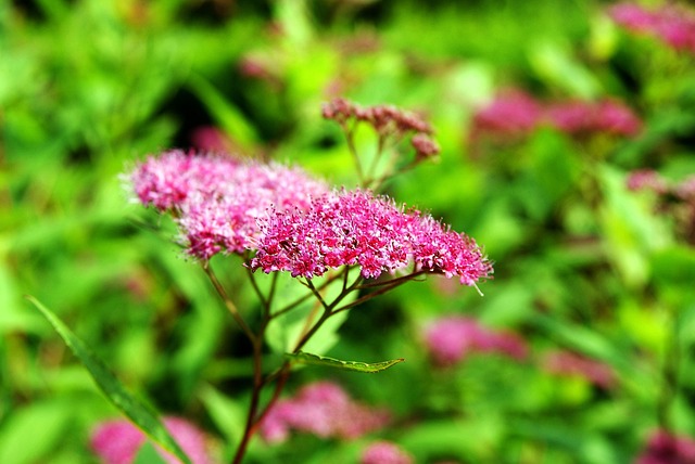 Free Flower Plant photo and picture