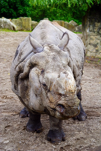 Free Rhinoceros Fauna photo and picture