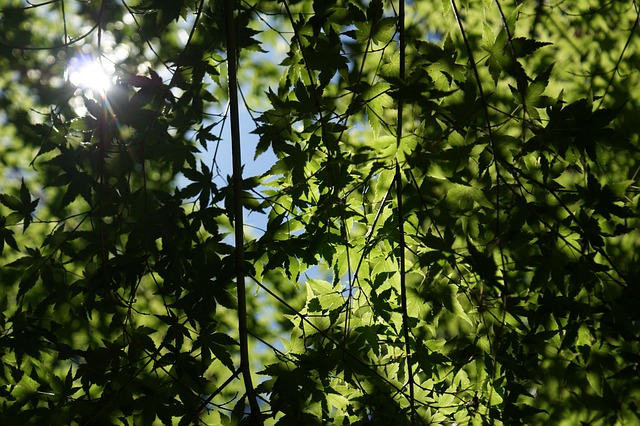 Free Trees Leaves photo and picture