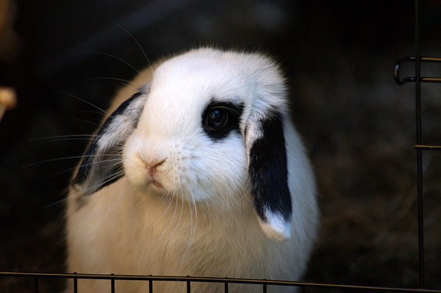 Free Rabbit Bunny photo and picture
