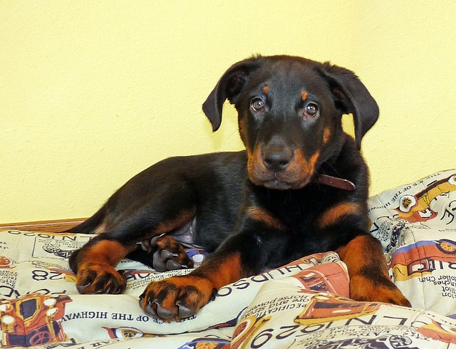 Free Dog Beauceron photo and picture