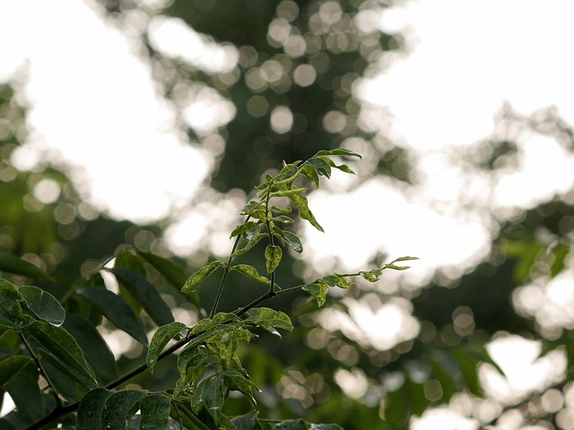 Free Bokeh Leaves photo and picture