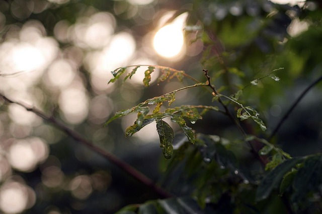 Free Nature Leaves photo and picture