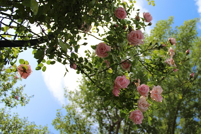 Rose, Busk, Rosenblomst, Lyserød, Natur