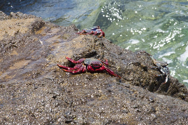 Free Crabs Ocean photo and picture