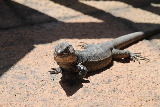 Free Lizard Rock photo and picture