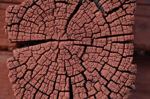 Bois Rouge - Photo gratuite sur Pixabay - Pixabay