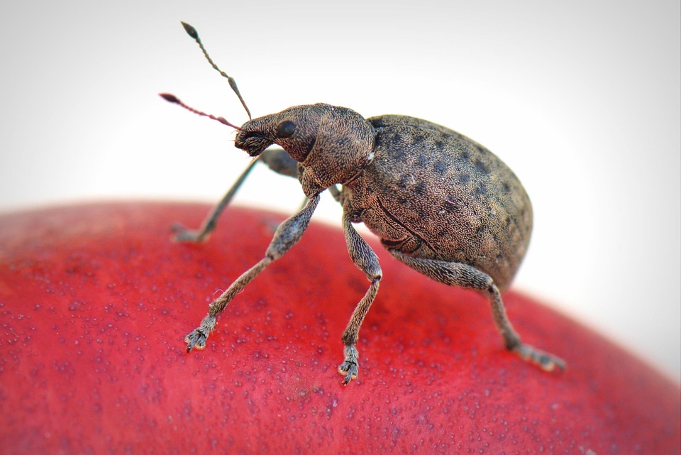 Free photo bug animal macro free image on pixabay 369229