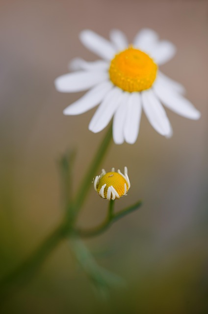Chamomile Matricaria Chamomilla Free Photo On Pixabay Chamomile Matricaria Chamomilla Free Photo On Pixabay