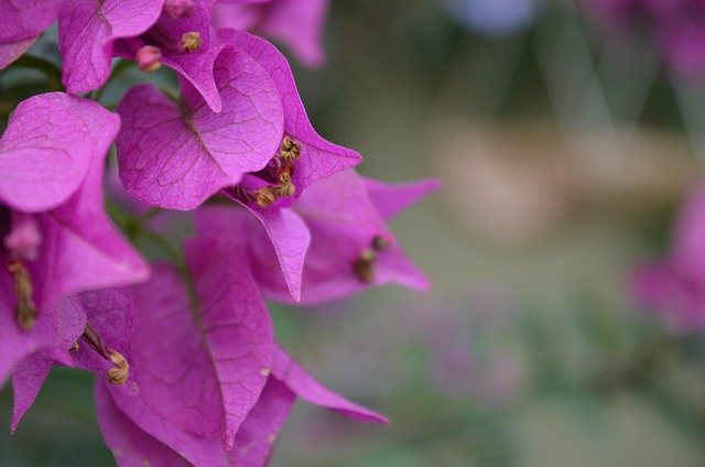 Free Bougainville Purple photo and picture