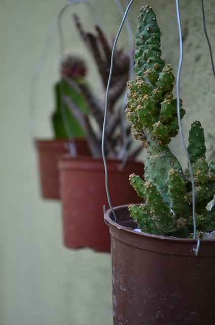 Free Cactuses Green photo and picture