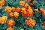 flowers, red, blossom