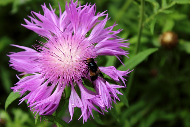 Free Bee Honey photo and picture