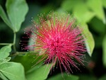 calliandra haematocephala, red powder puff, flower
