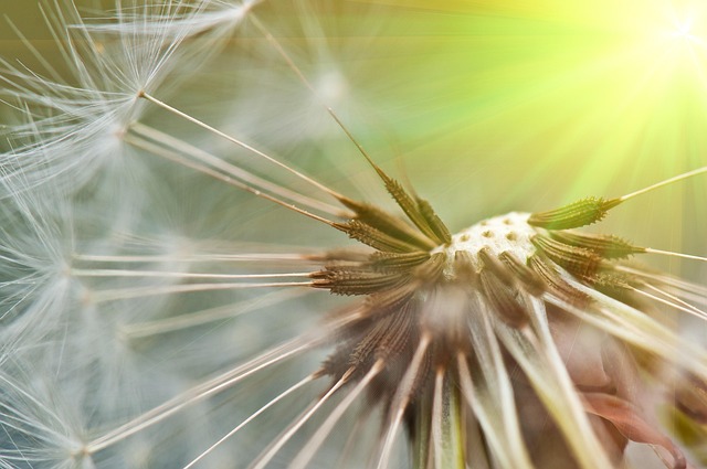 Paardebloem, De Lente, Zomer, Close-Up