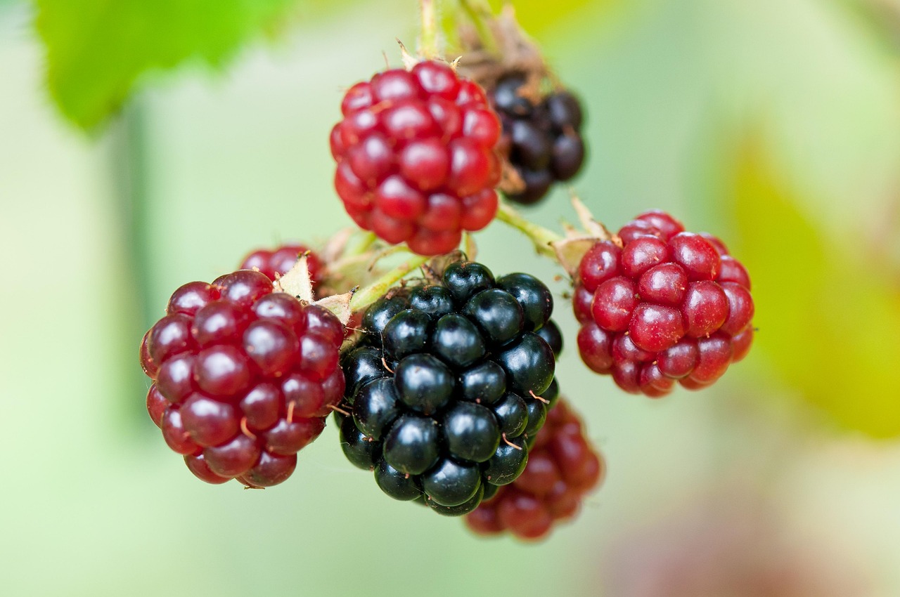 Blackberries Berry Rubus Sectio Free photo on Pixabay Pixabay