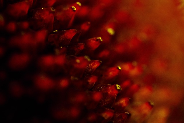 Bloesem, Natuur, Flora, Vers, Versheid