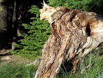 tree stump, forest, stump