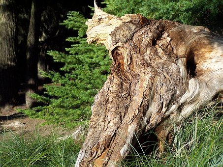 Free Tree Stump Forest photo and picture