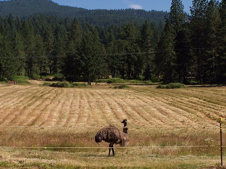 Free Emu Field photo and picture