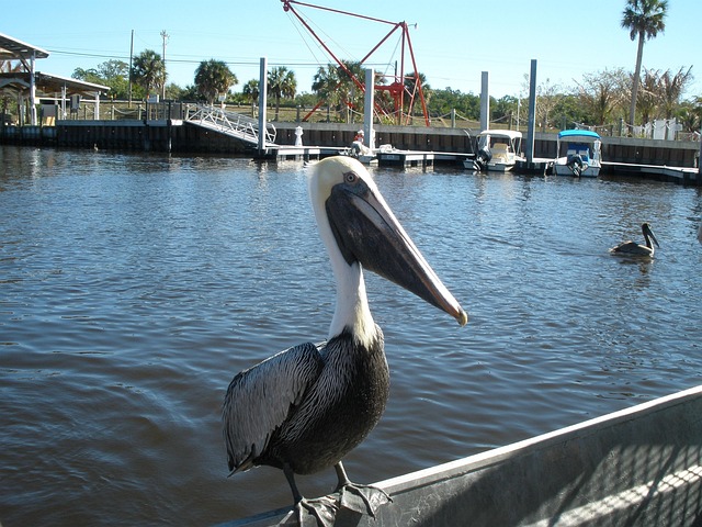 Pelikan, Wasser, Florida, Tierwelt