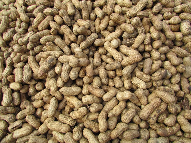 Free Peanut Ground Nuts photo and picture
