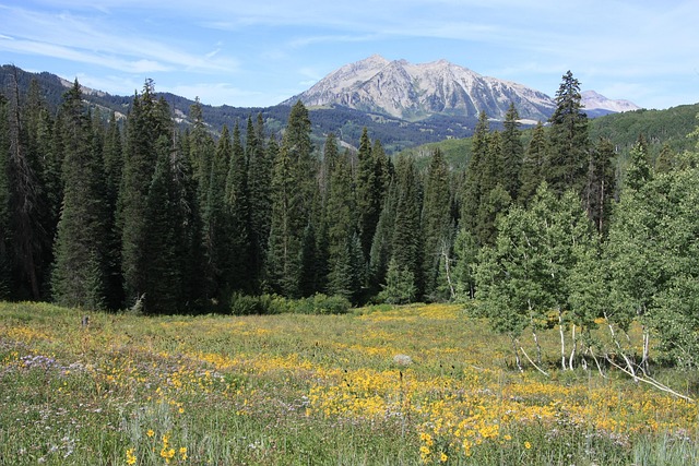 Free Mountains Forest photo and picture