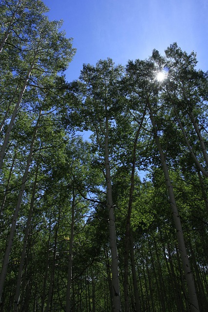 Free Trees Sun Ray photo and picture