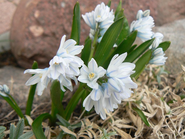 Free Flower White photo and picture