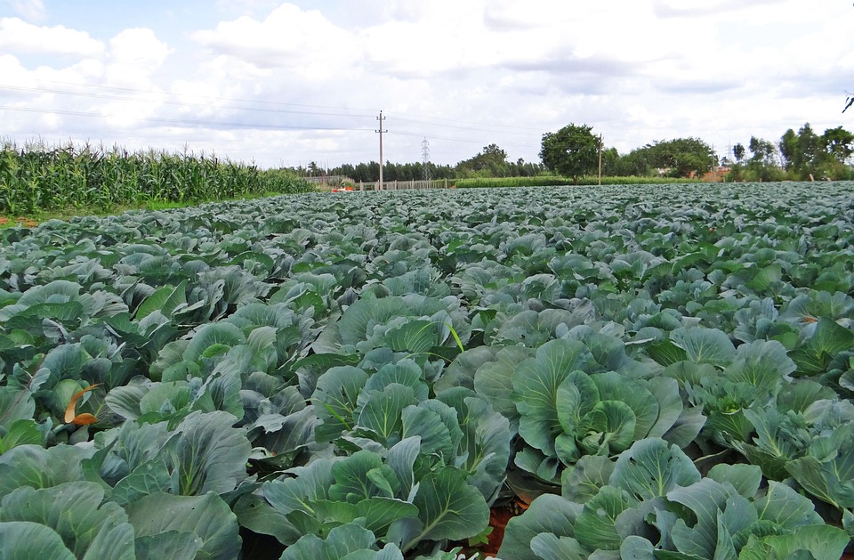 Free photo: Cabbage, Crop, Field, Vegetable - Free Image on Pixabay ...