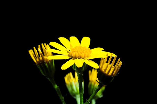 Free Pointed Flower Blossom photo and picture