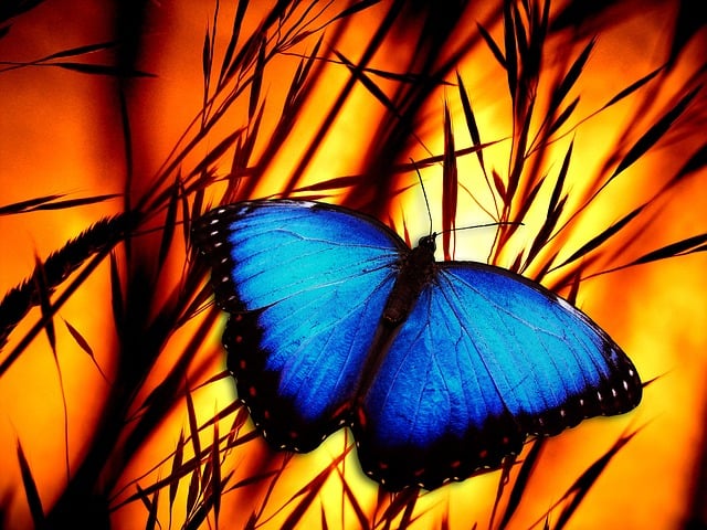 Free butterfly stalks meadow illustration