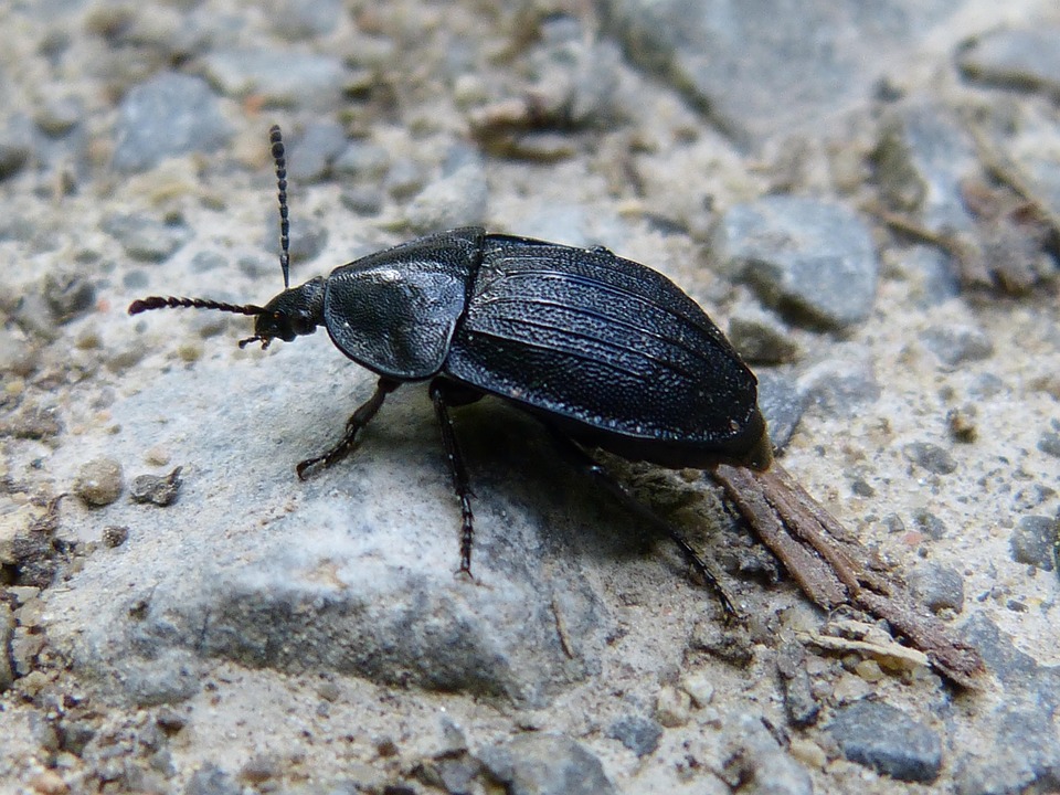 Animal Insecto Escarabajo - Foto gratis en Pixabay - Pixabay