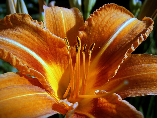 Free Lily Lilies photo and picture