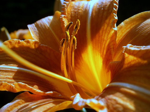 Free Lily Lilies photo and picture