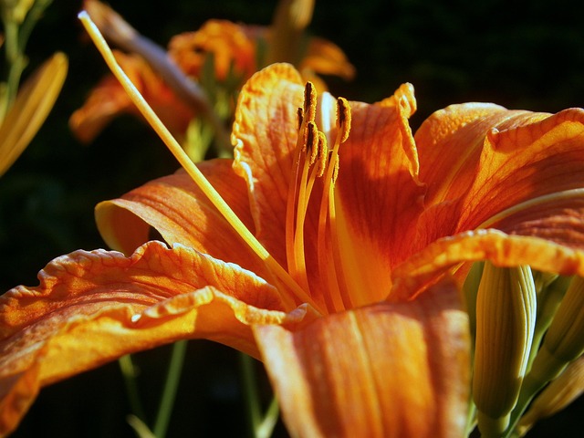 Free Lily Lilies photo and picture