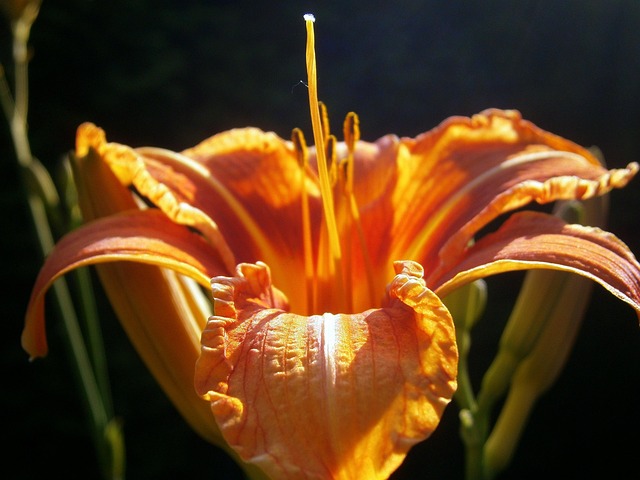 Free Lily Lilies photo and picture