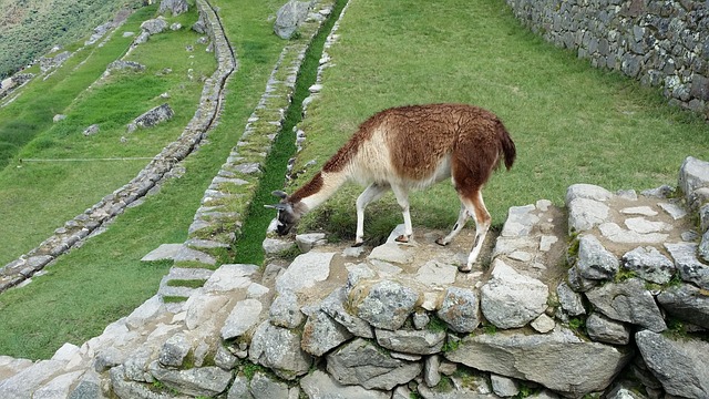 Free Llama Of Machu Picchu Move photo and picture