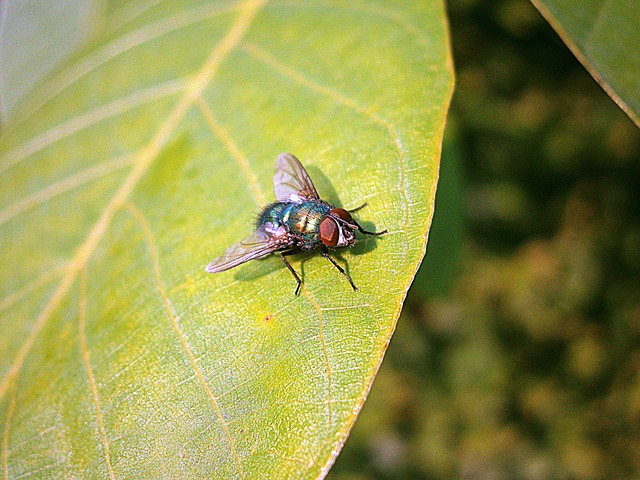 Free Bluebottle Fly photo and picture