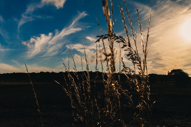 Free Pasture Field photo and picture
