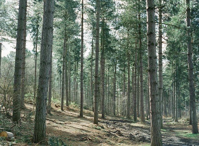 Free Forest Woods photo and picture